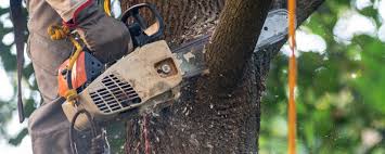 How Our Tree Care Process Works  in  Chevy Chase Village, MD